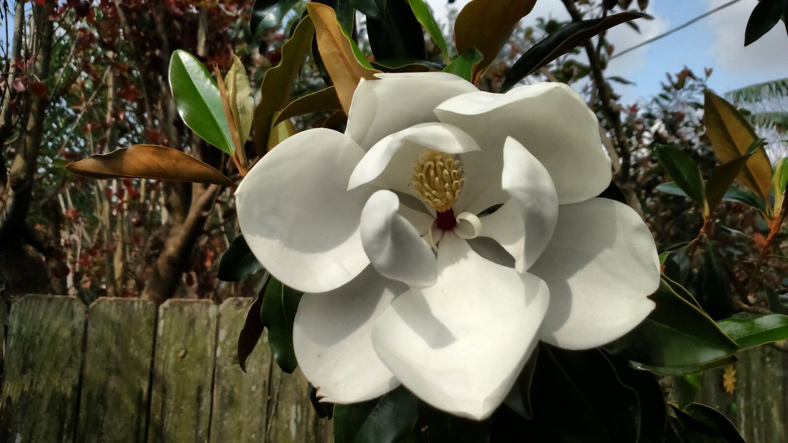 Motorola Droid Turbo sample photo. Magnolia, tree, flower photography