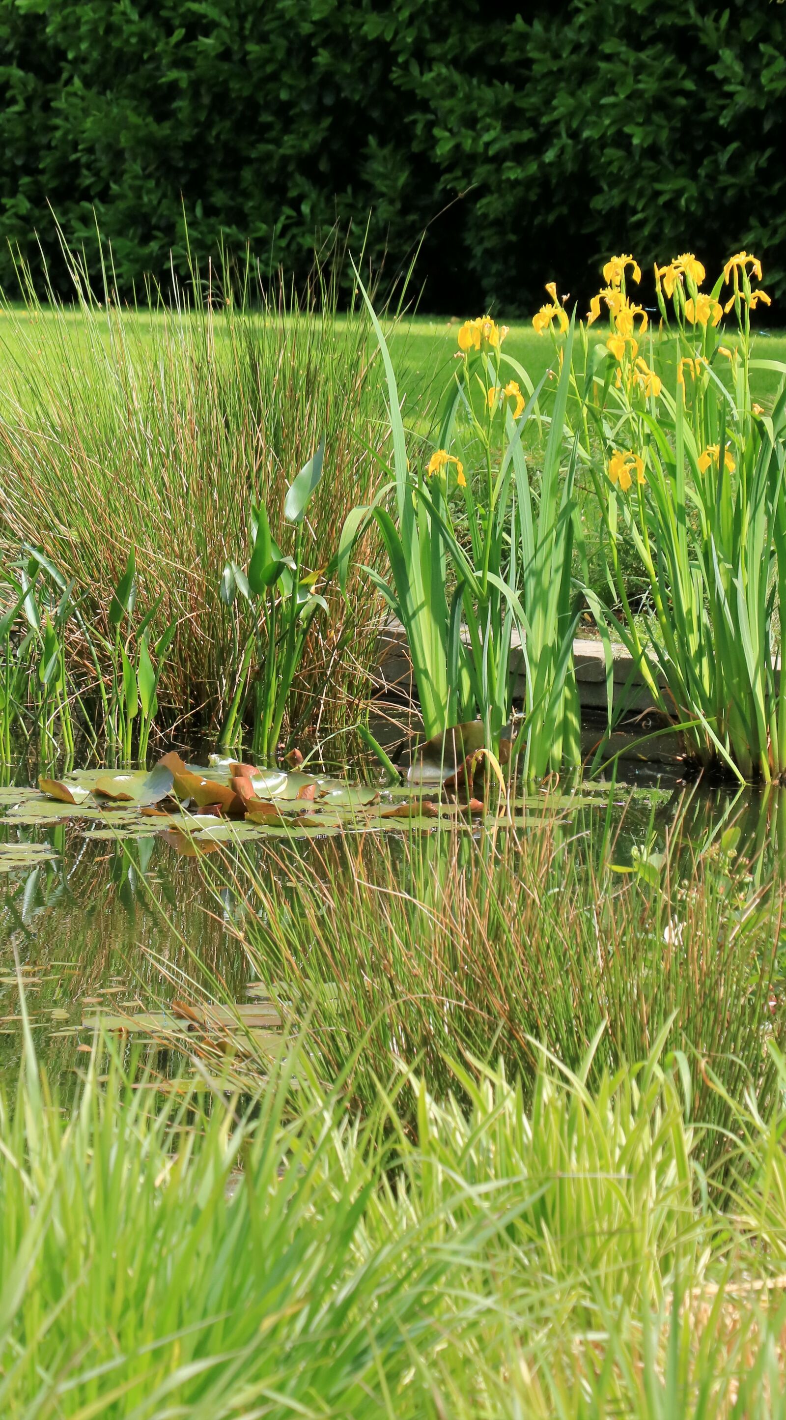 Canon EOS 750D (EOS Rebel T6i / EOS Kiss X8i) sample photo. Garden, nature, plants photography
