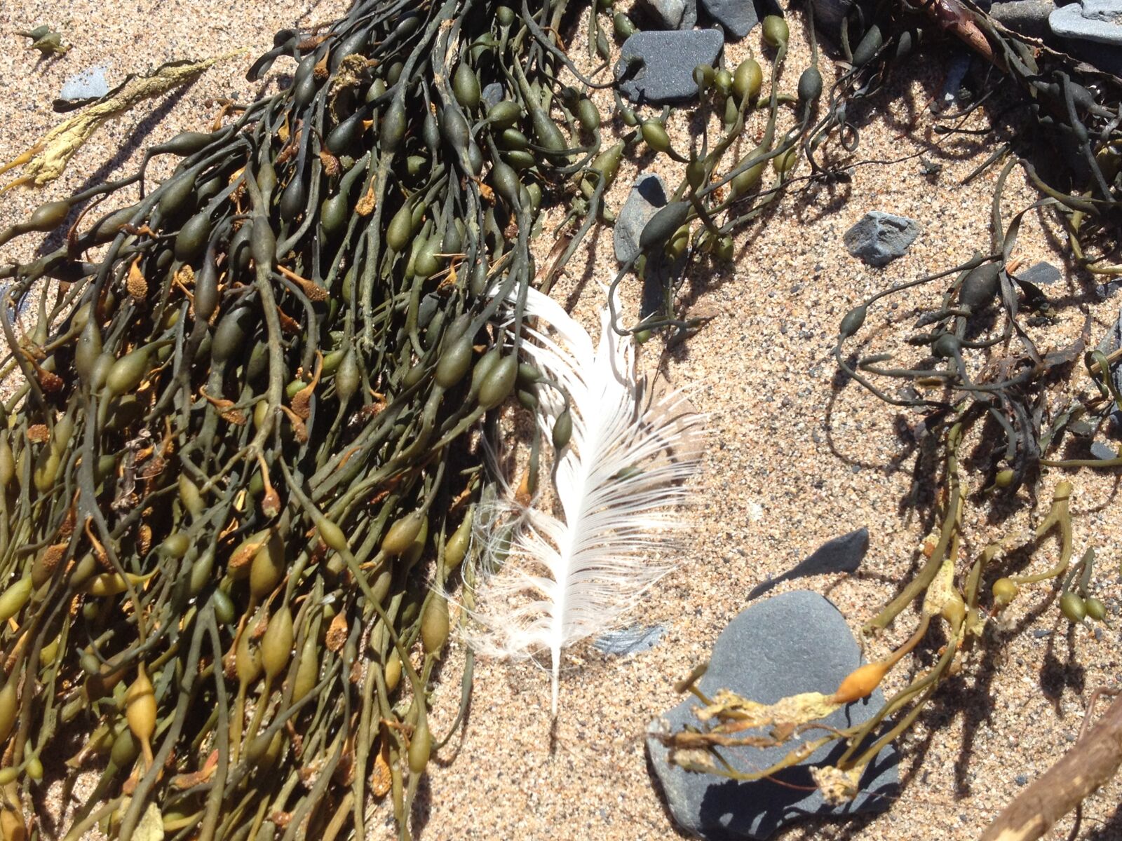 iPhone 4S back camera 4.28mm f/2.4 sample photo. Beach, feather, ocean, rocks photography