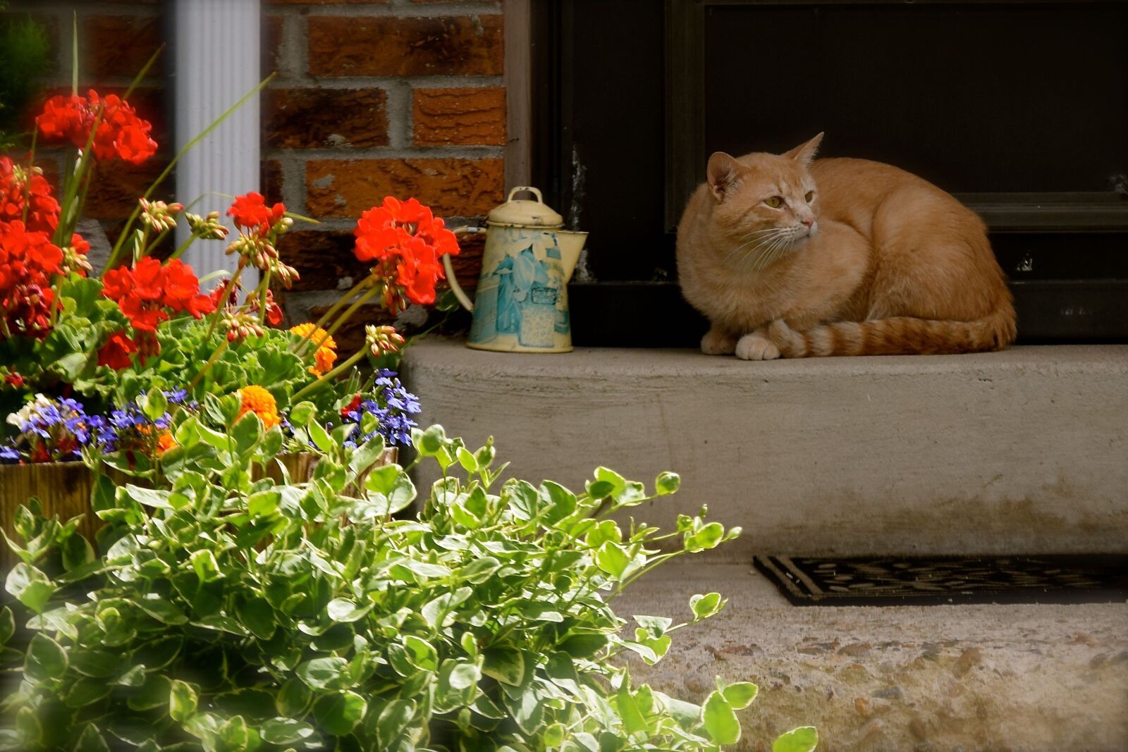 Nikon D5300 sample photo. Cat, summer, porch photography