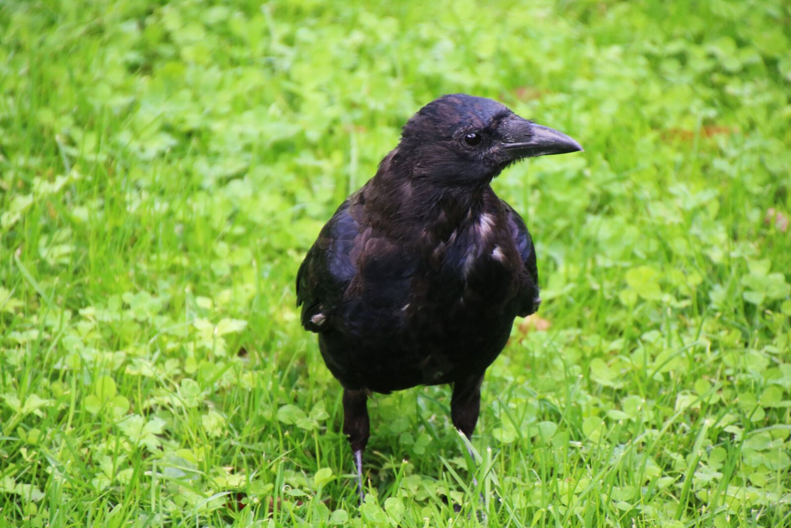 Canon EOS 750D (EOS Rebel T6i / EOS Kiss X8i) sample photo. Bird, raven, crow photography