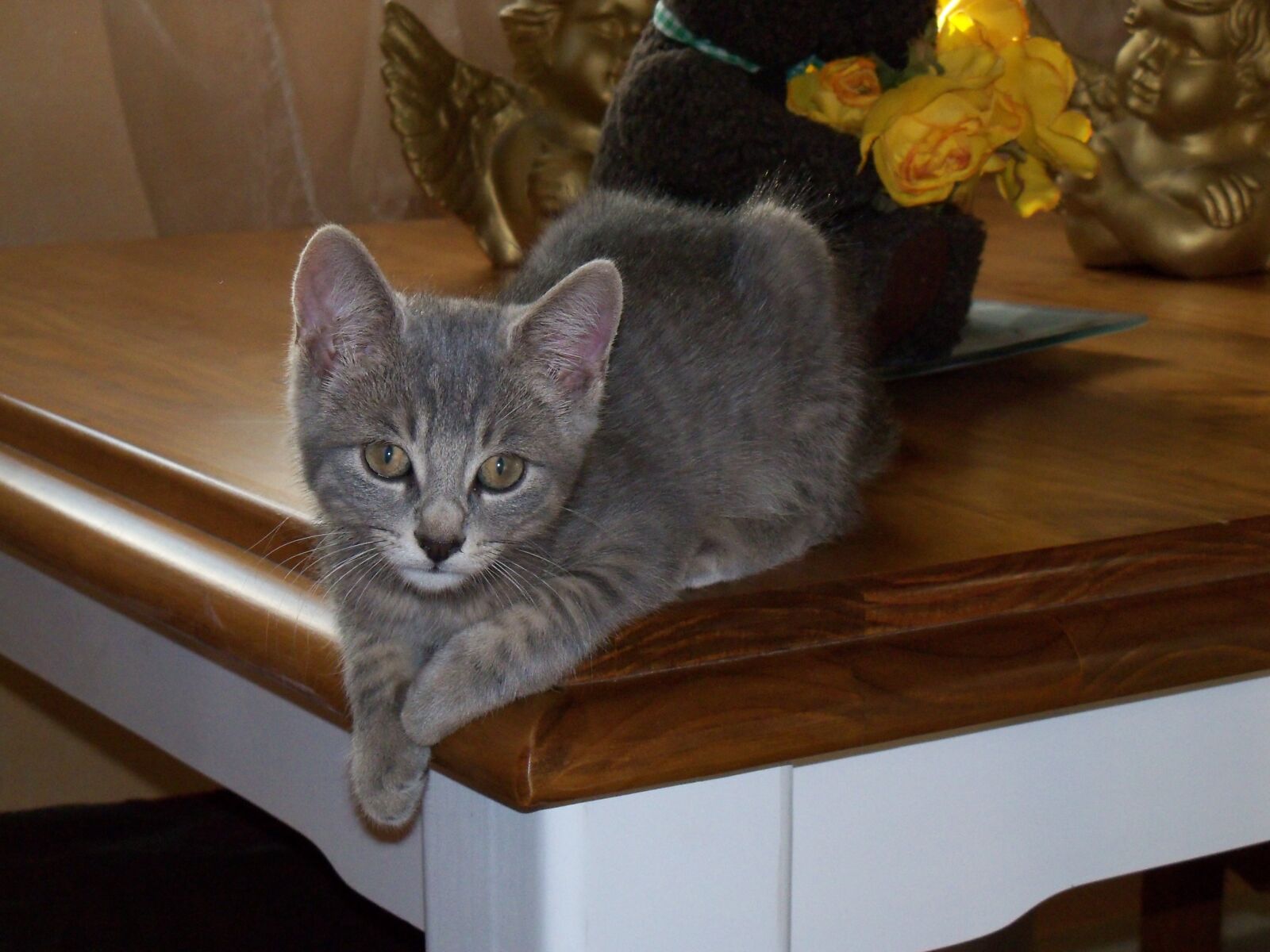 Kodak EasyShare Z915 sample photo. Kitten, cute, feline photography