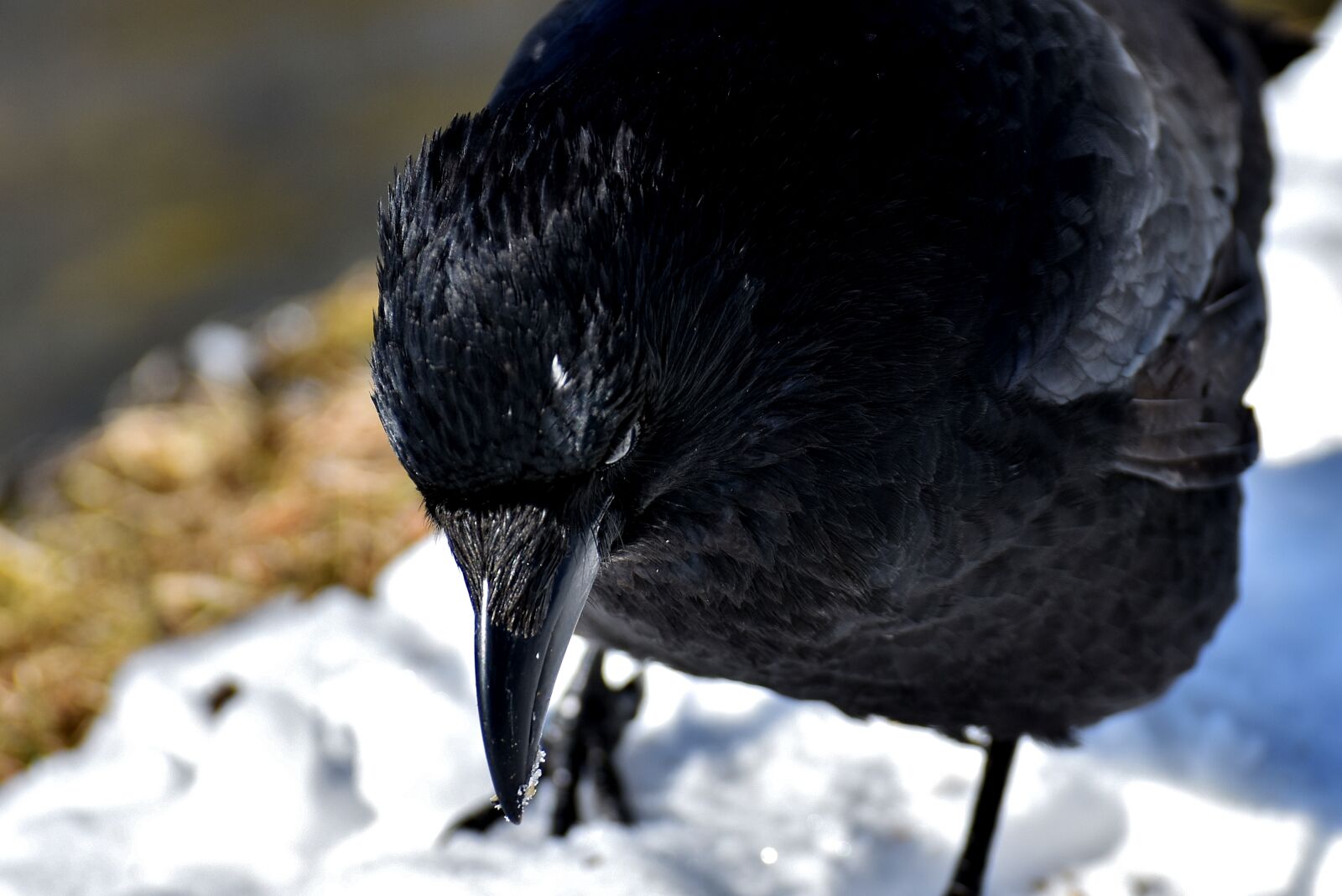 Nikon D7200 sample photo. Crow, animal, common raven photography