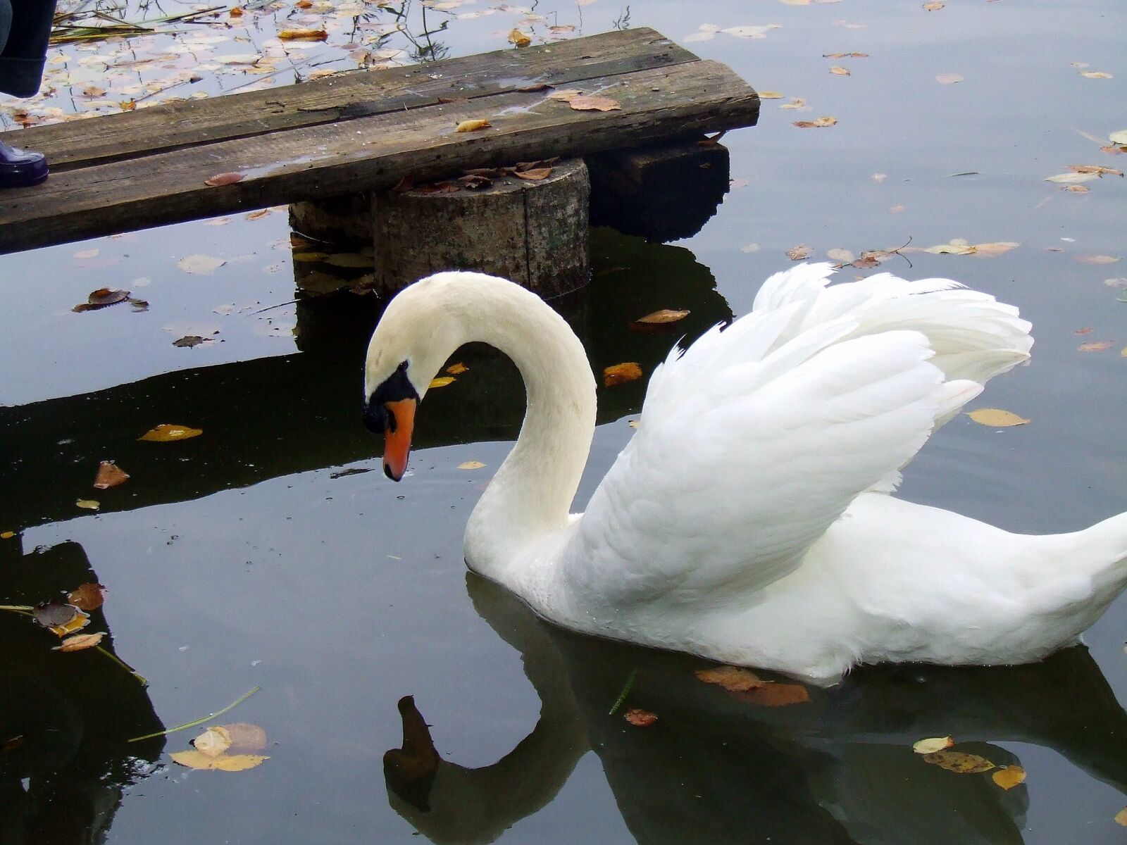 Fujifilm FinePix S5600 sample photo. Swan, birds, lovely photography