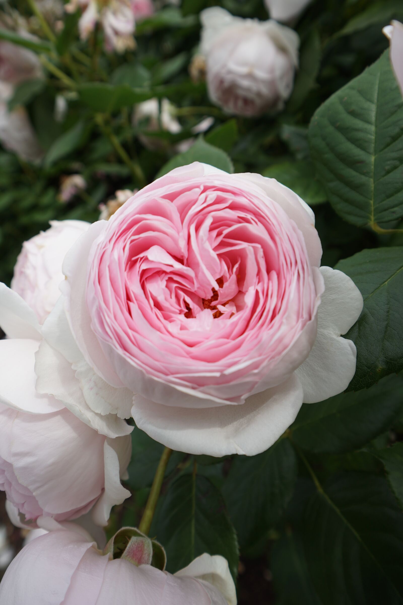 Sony E 10-18mm F4 OSS sample photo. Pink, rose, flower photography