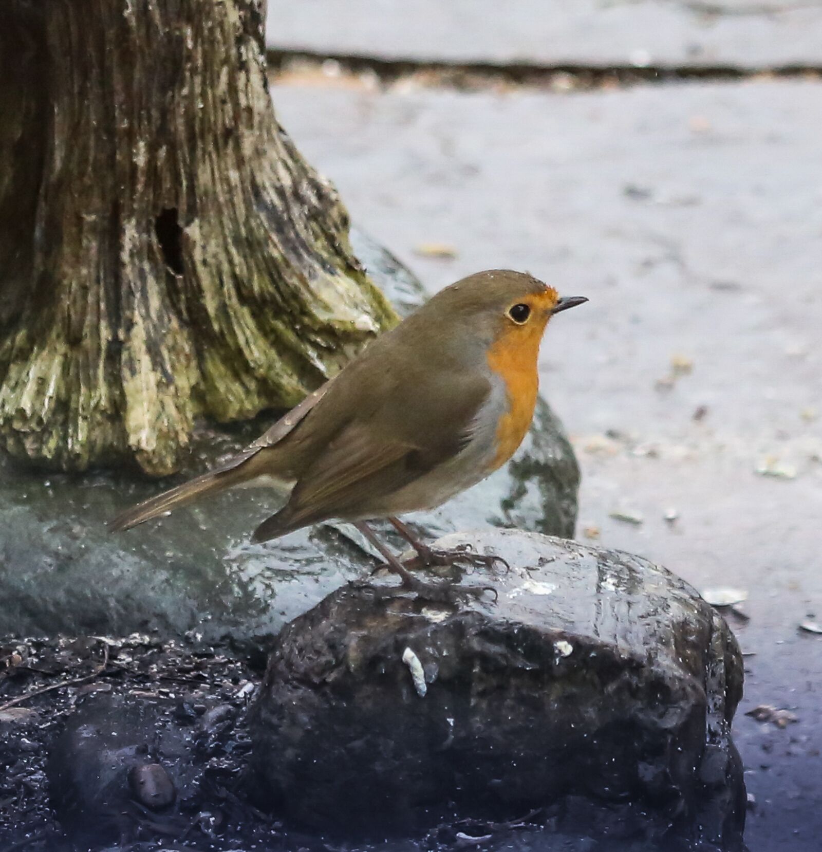 Canon EF 100-400mm F4.5-5.6L IS USM sample photo. Robin, bird, pretty photography