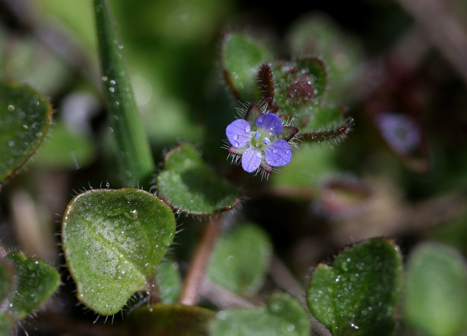 Canon EF-S 60mm F2.8 Macro USM sample photo. Flower, blue, violet photography