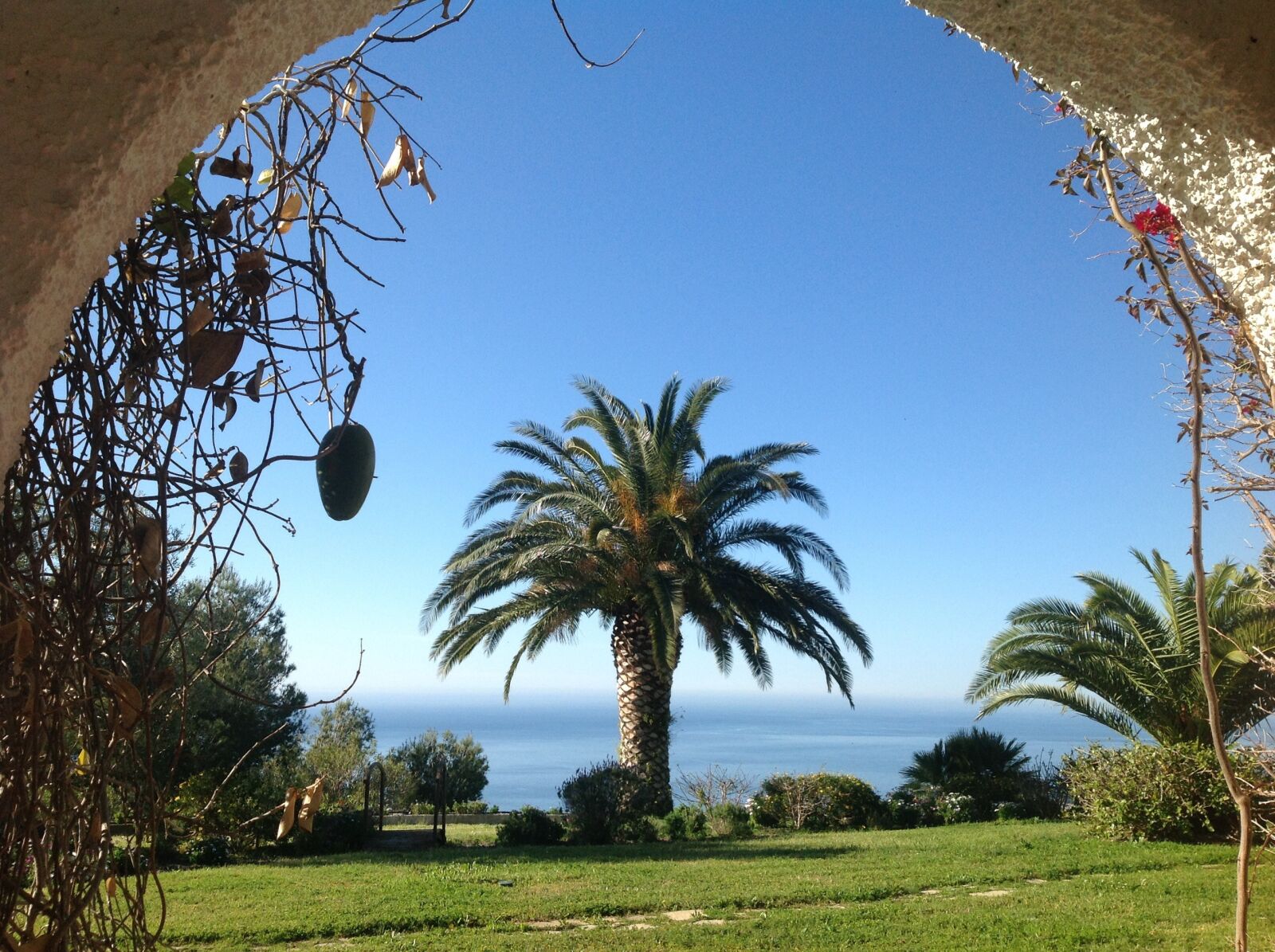 iPad back camera 4.28mm f/2.4 sample photo. Landscape, palm tree, arc photography