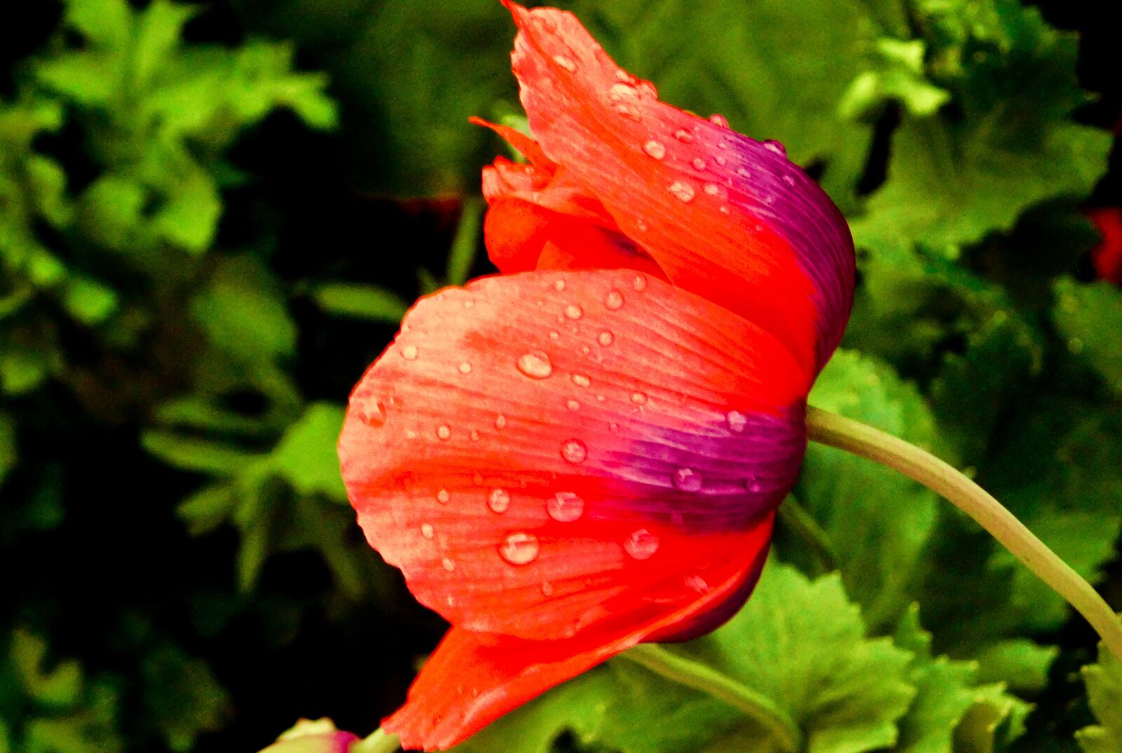 Nikon Coolpix B500 sample photo. Flower, poppy, summer photography