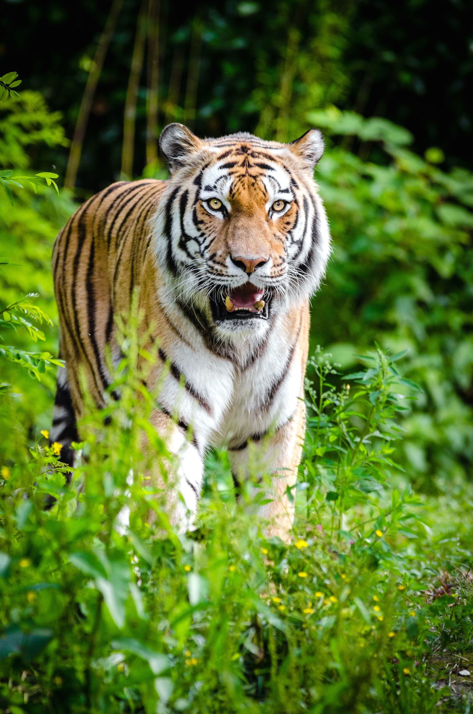 Nikon D7000 sample photo. Animal, tiger, jungle, nature photography