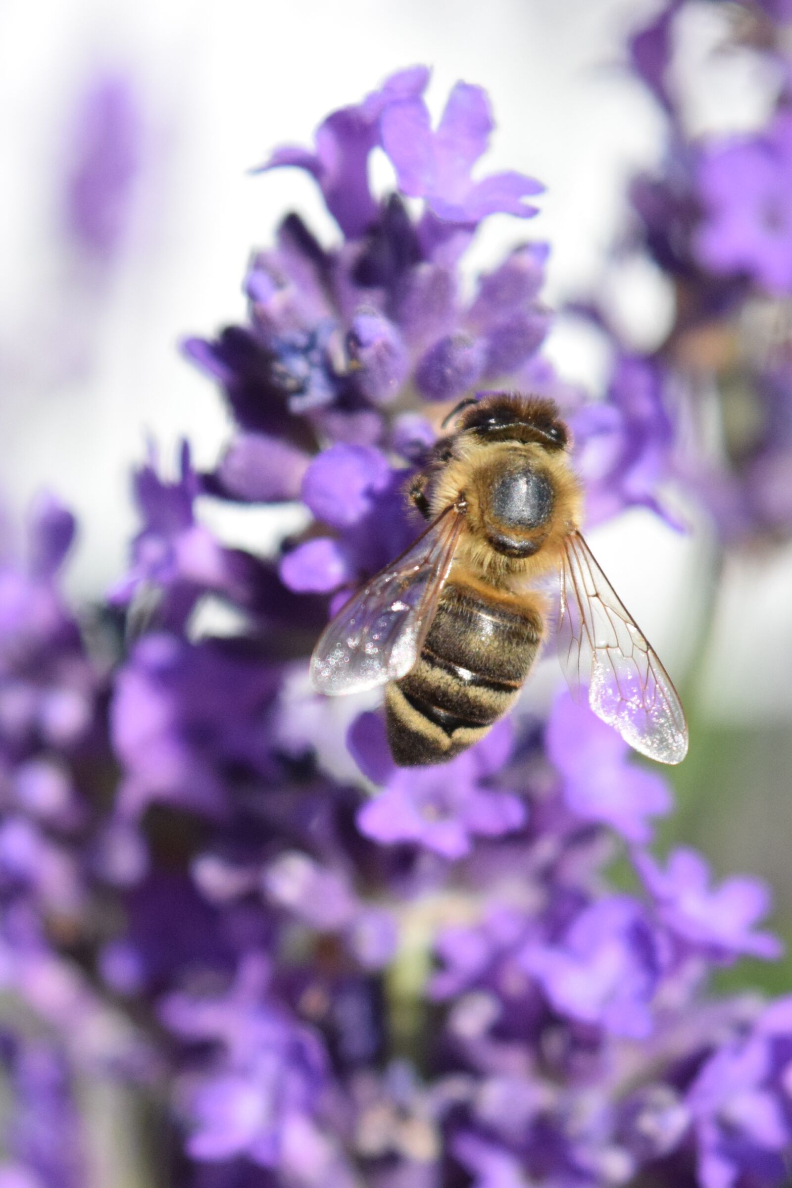 Nikon D3300 sample photo. Bee, lavender, fertilize photography