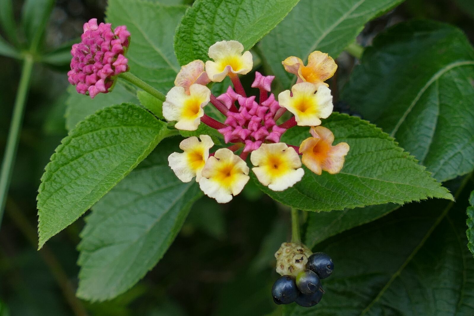 Panasonic Lumix DMC-FZ1000 sample photo. Flower, lantana, plant photography
