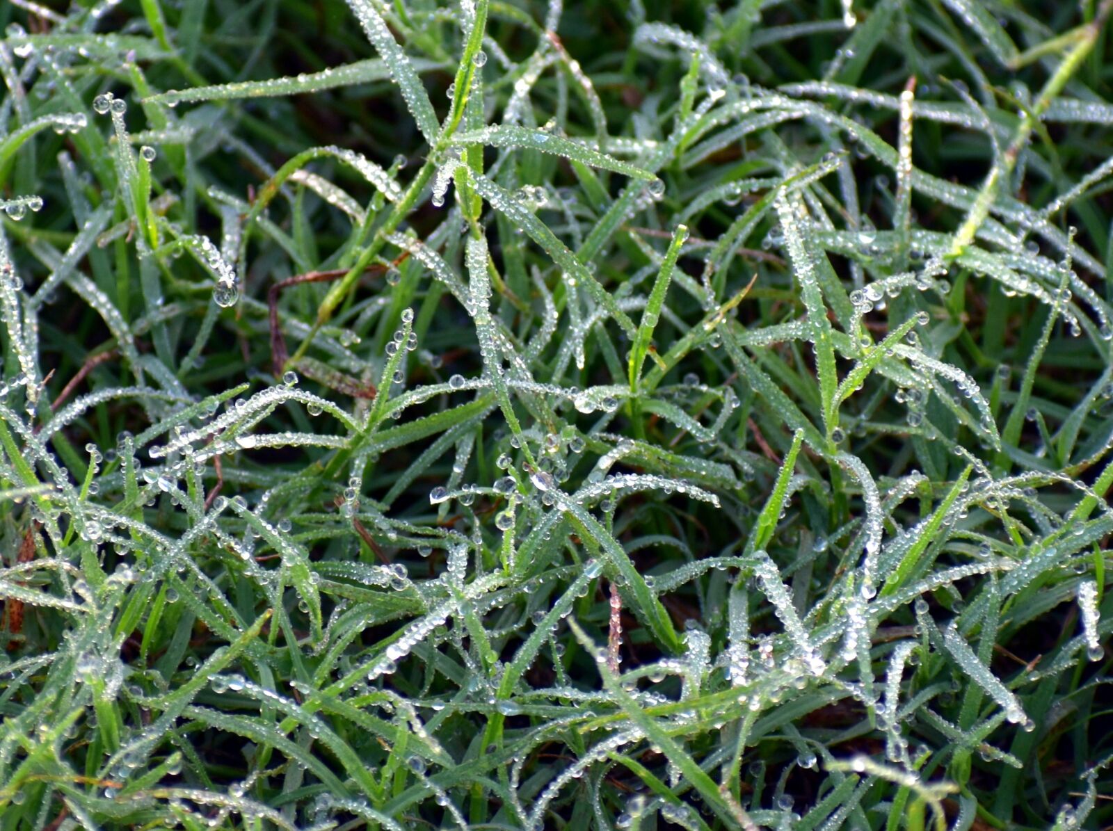Nikon D5600 sample photo. Green grass, dew, dew photography