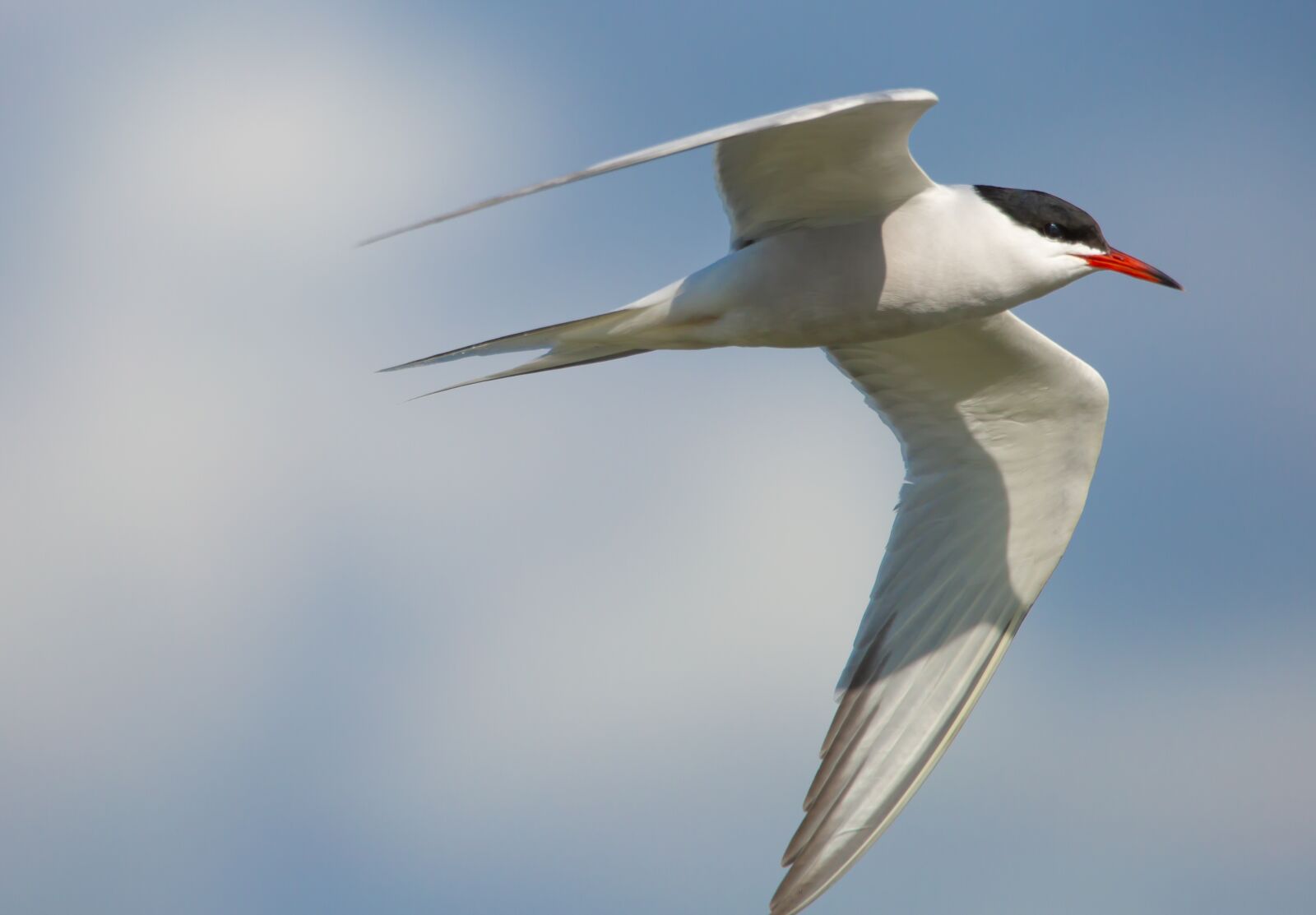 150-600mm F5-6.3 DG OS HSM | Contemporary 015 sample photo. Common tern, tern, sea photography