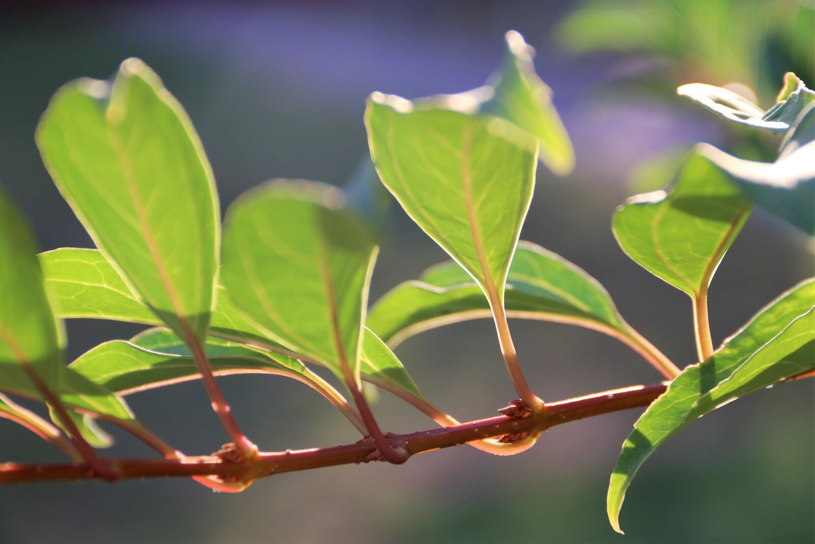 Canon EOS 80D + Canon EF-S 18-135mm F3.5-5.6 IS sample photo. Leaves, foliage, branch photography