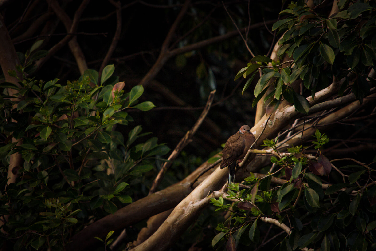 Nikon D5200 sample photo. Animal, avian, beak, bird photography