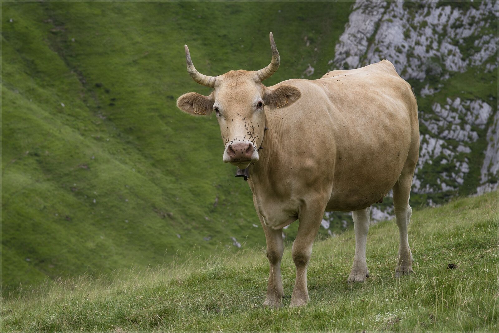 Nikon D610 sample photo. Cow, horns, antlers photography
