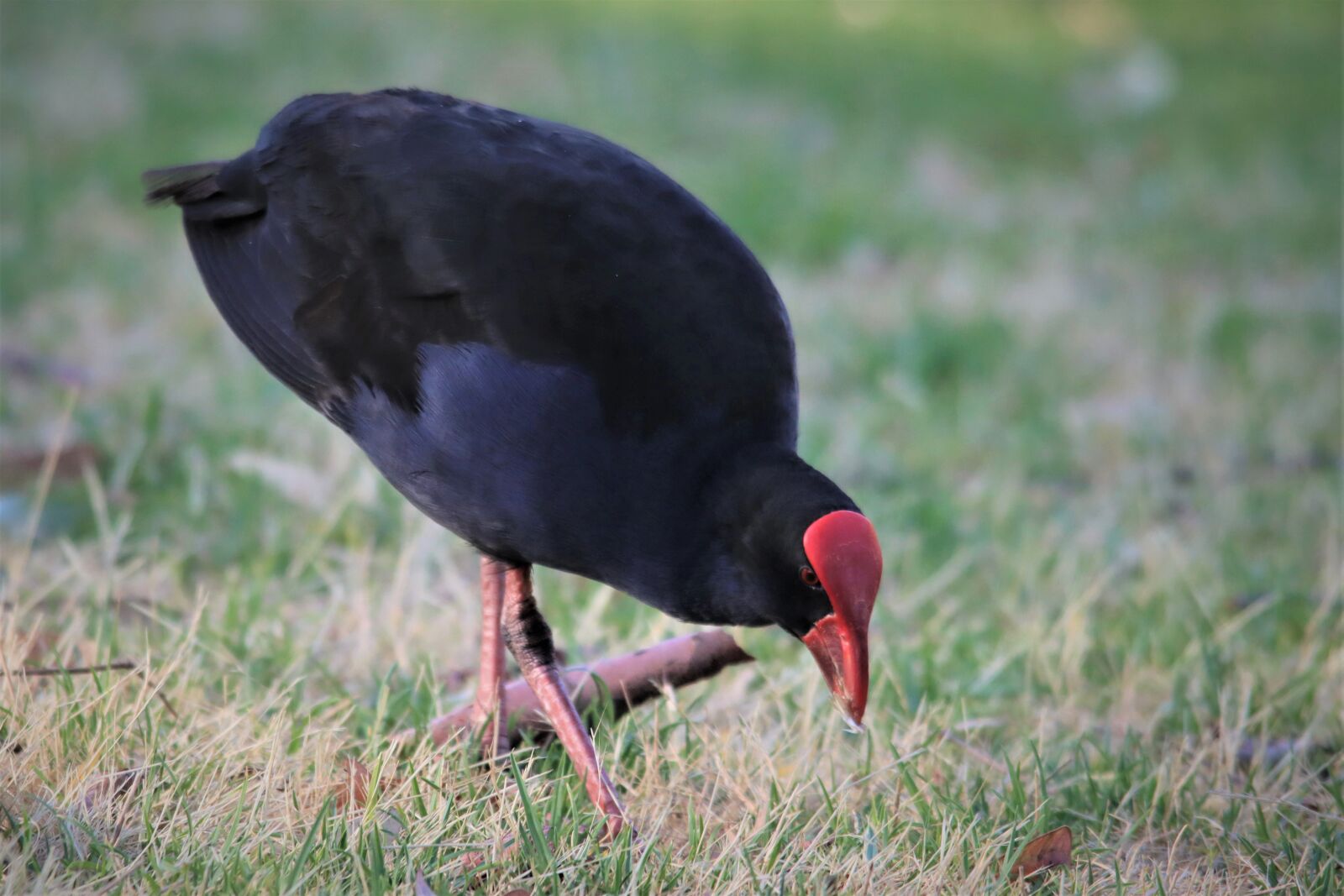 Canon EOS 90D sample photo. Australasian swamphen, pukeko, big photography