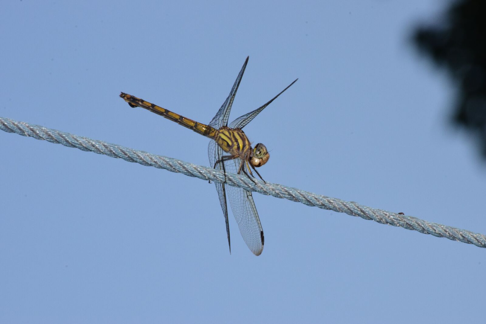 Nikon D3300 sample photo. Dragon, fly, dragonfly photography