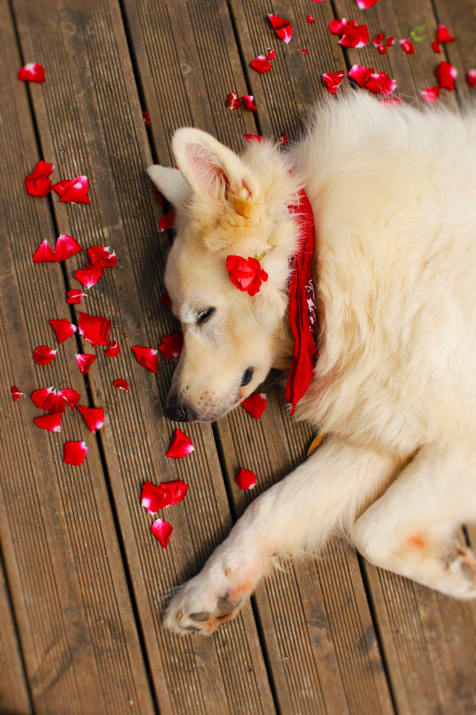 Canon EOS 1200D (EOS Rebel T5 / EOS Kiss X70 / EOS Hi) sample photo. White dog, dog, animals photography