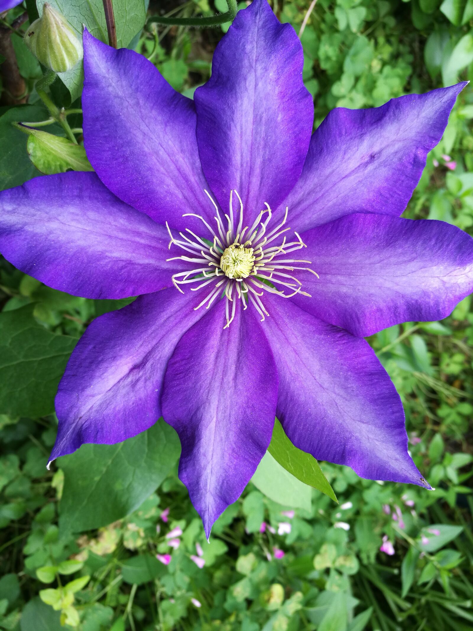 HUAWEI P9 sample photo. Clematita, flowers photography