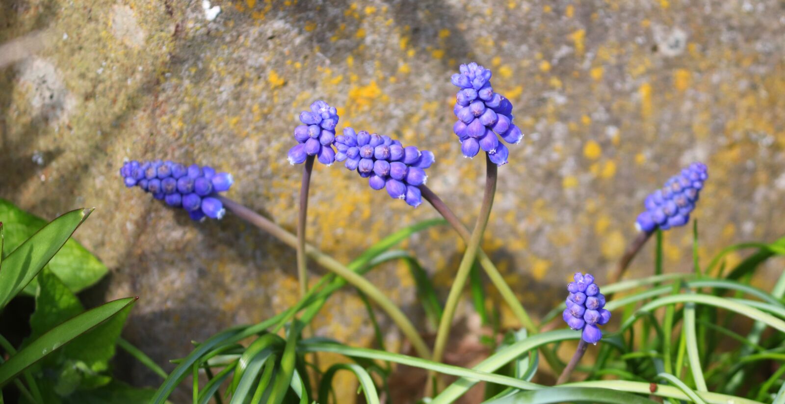 Canon EOS 200D (EOS Rebel SL2 / EOS Kiss X9) sample photo. Muscari, grape hyacinth, hyacinth photography