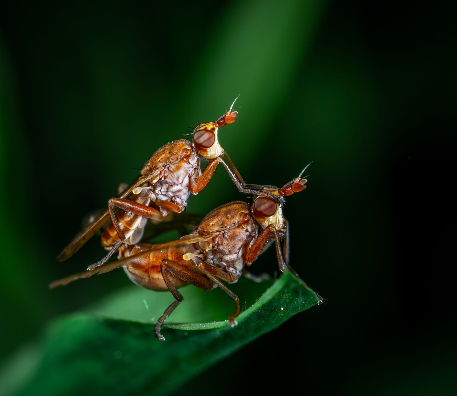 Sony a7R II sample photo. Macro, bespozvonochnoe, insect photography