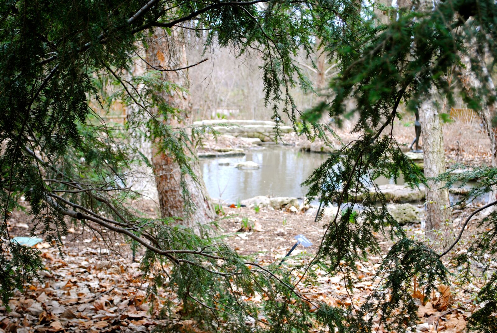Nikon D3000 sample photo. Trees, tree, water photography