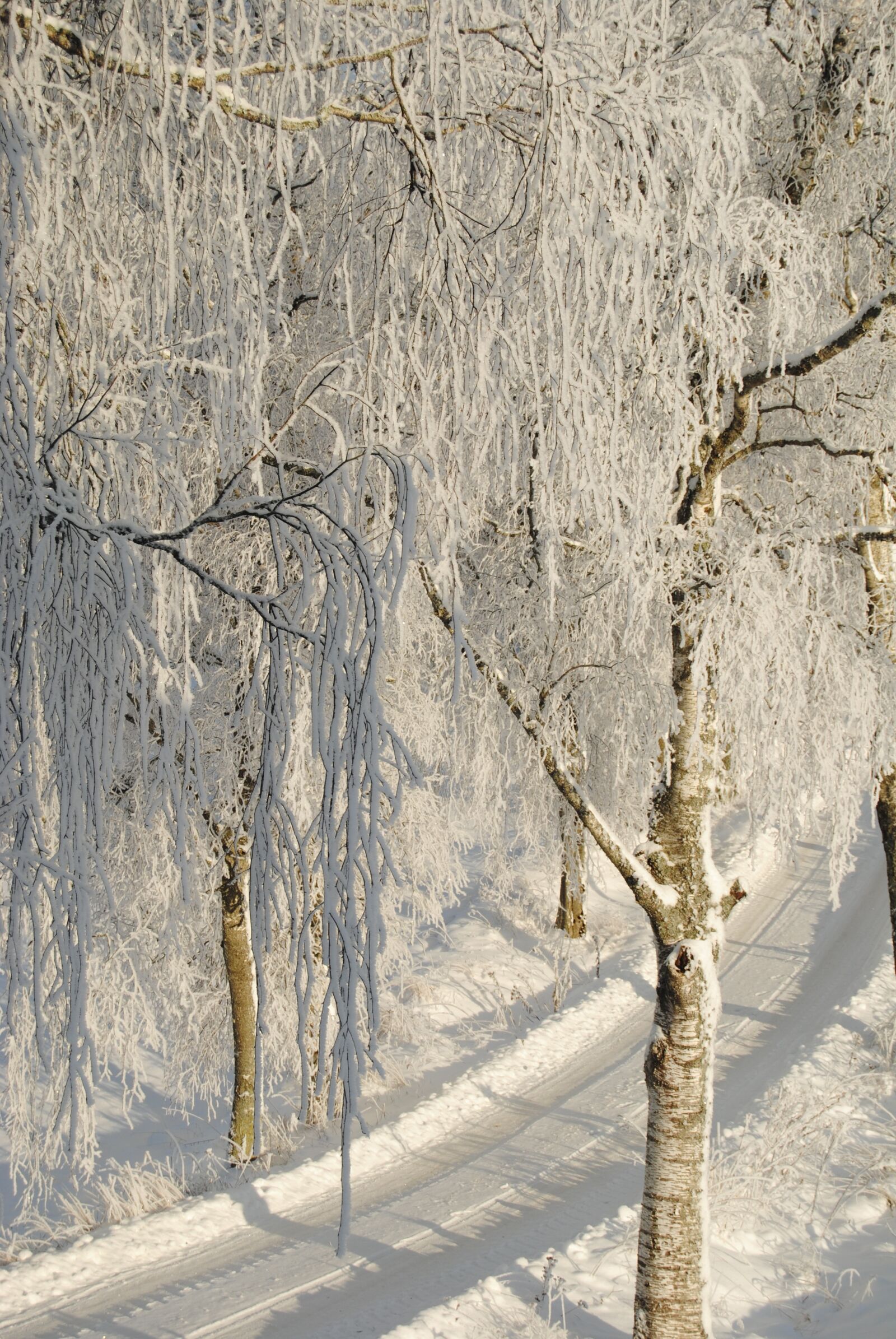 Nikon D3000 sample photo. Winter, snow, three photography