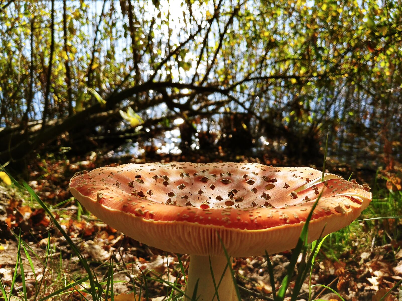 LG G6 sample photo. Autumn, blurred, background, colors photography