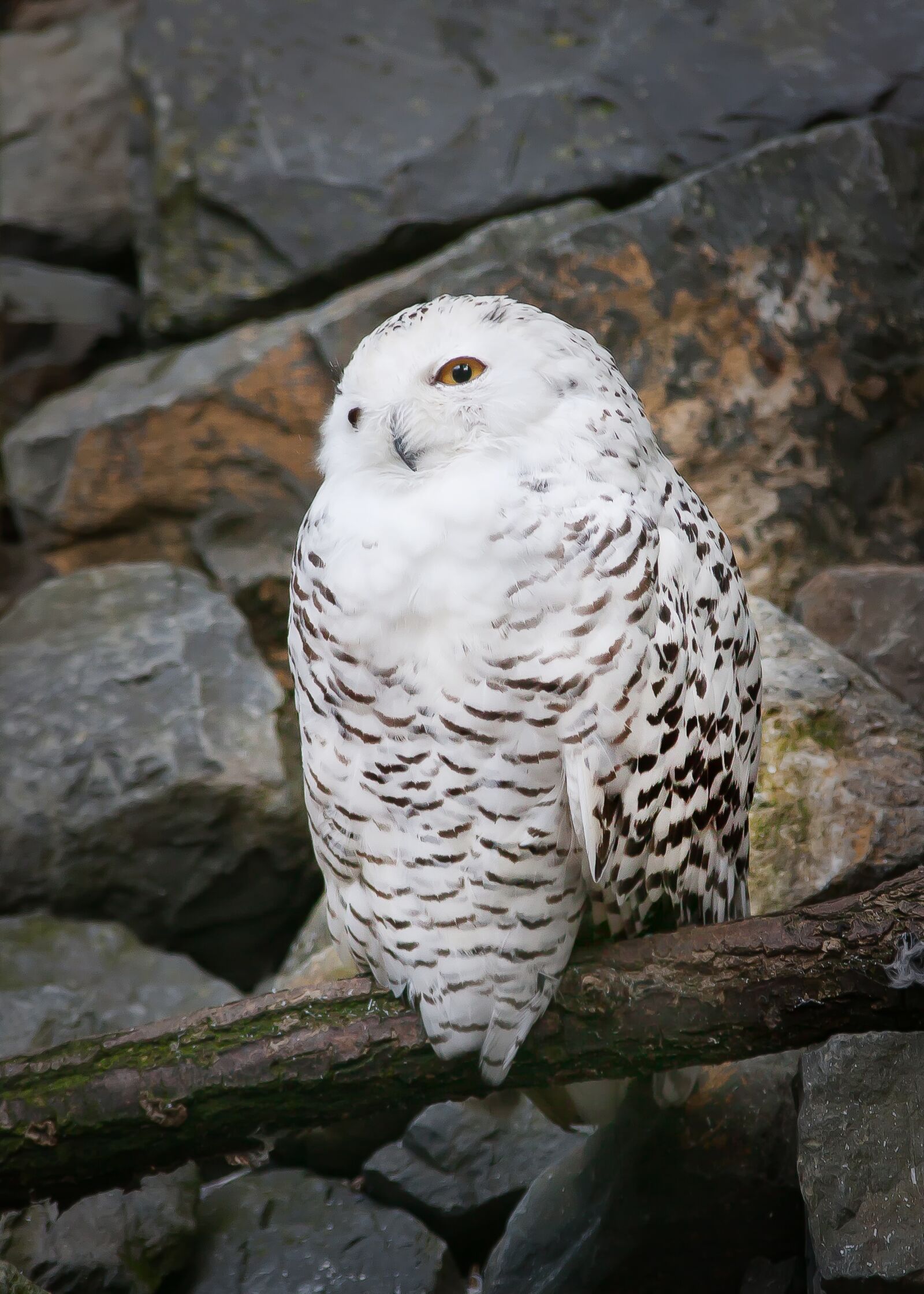 Canon EOS 50D sample photo. Snowy owl, bird, bird photography