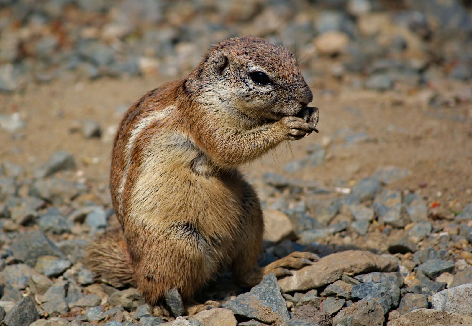 Canon EOS 550D (EOS Rebel T2i / EOS Kiss X4) sample photo. The squirrel, called cape photography