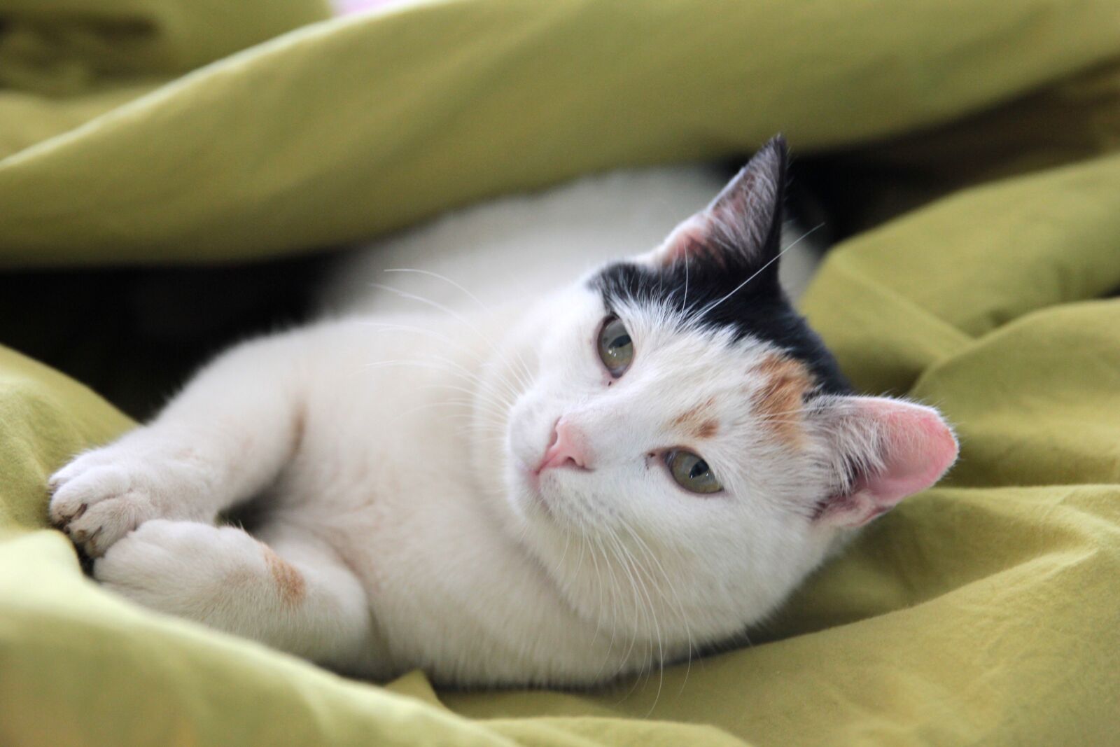 Canon EOS 550D (EOS Rebel T2i / EOS Kiss X4) sample photo. Cat, animal, portrait photography