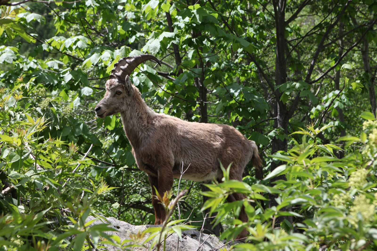 Canon EOS 5D Mark II sample photo. Ibex in the spring photography