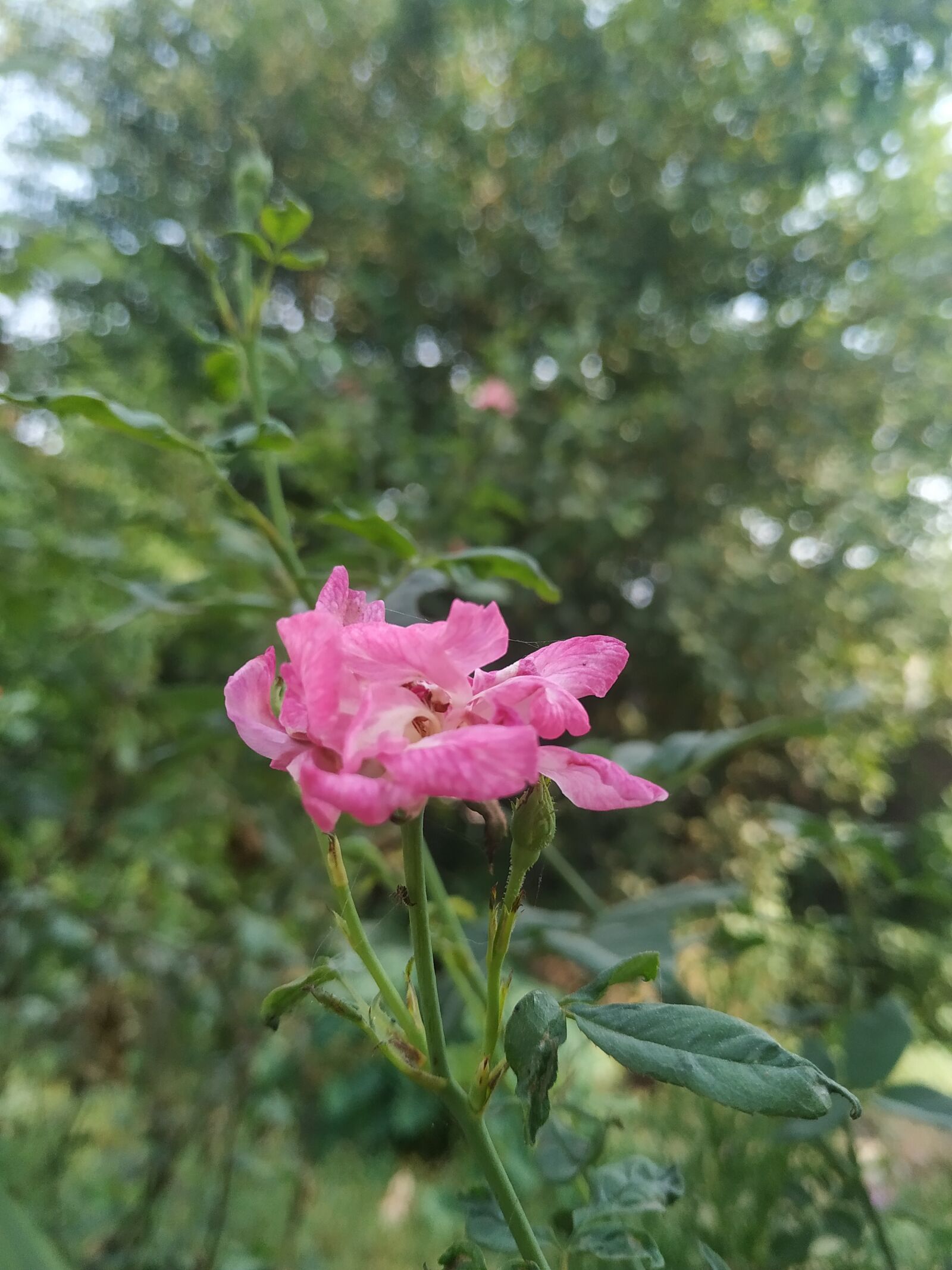 Xiaomi Redmi Note 6 Pro sample photo. Plant, garden, flower photography