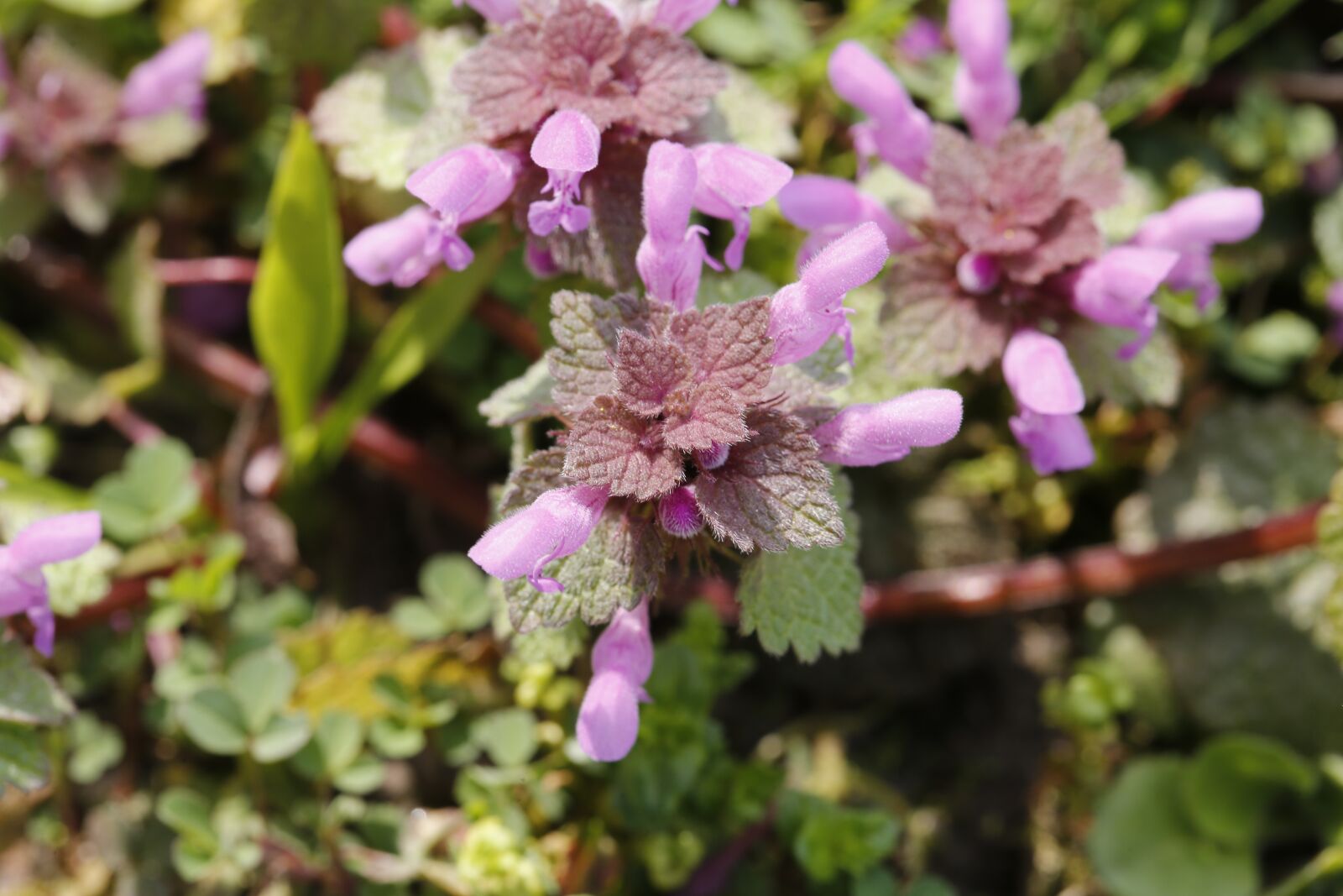 Canon EF 100mm F2.8L Macro IS USM sample photo. Flower, spring, nature photography