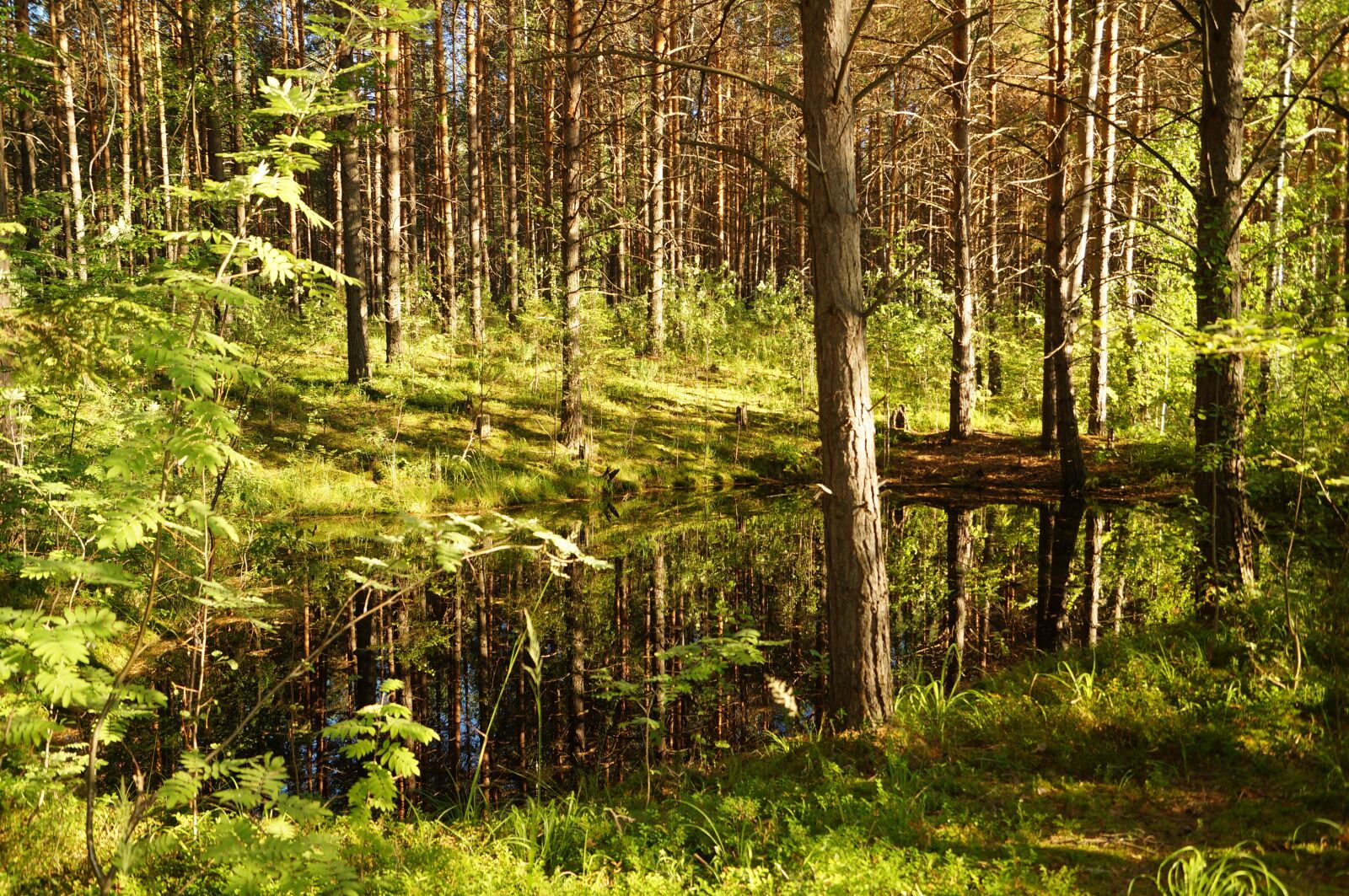 Sony SLT-A57 sample photo. Forest, silence, body of photography