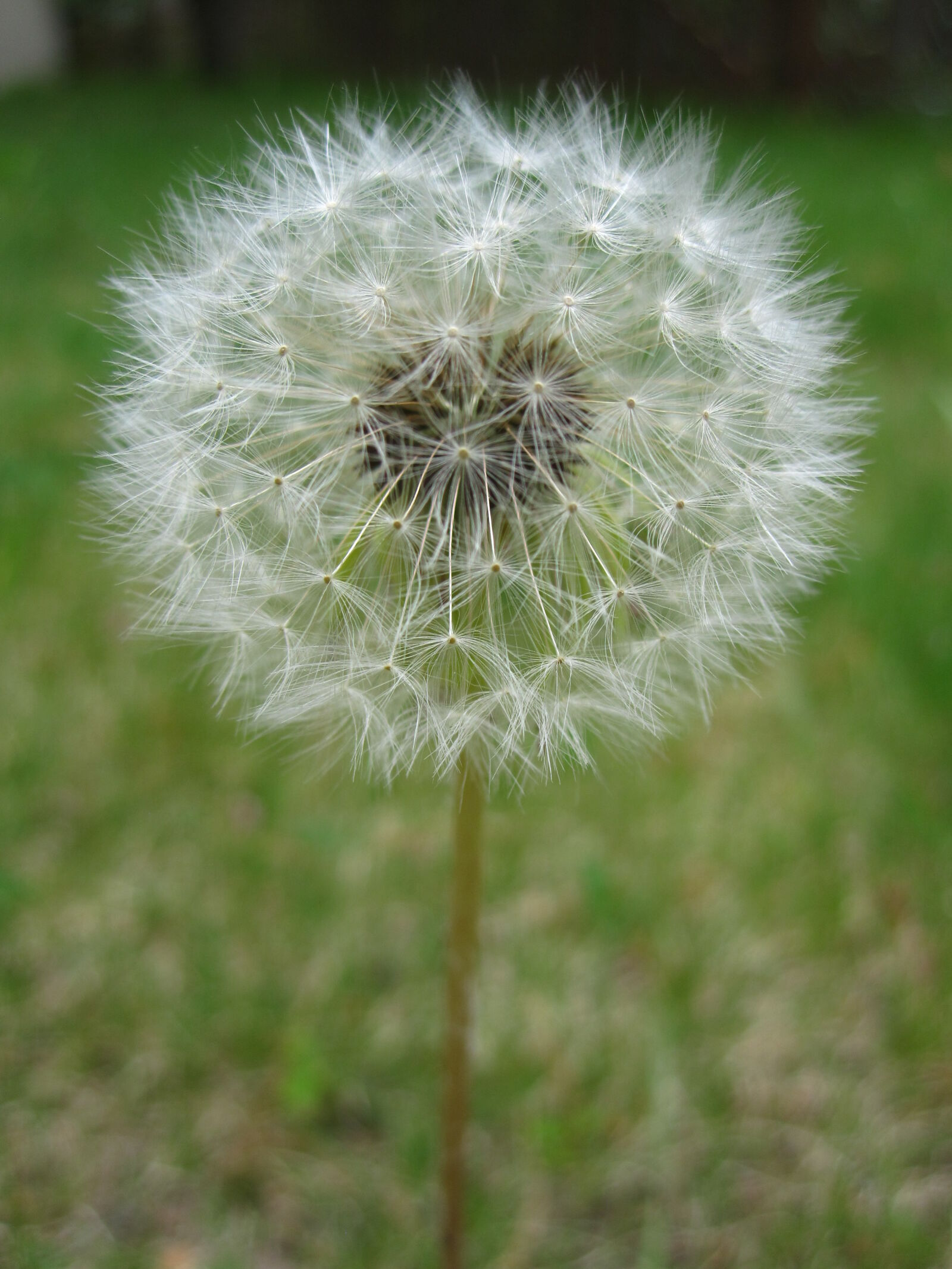 Canon PowerShot SD780 IS (Digital IXUS 100 IS / IXY Digital 210 IS) sample photo. Dandelion photography