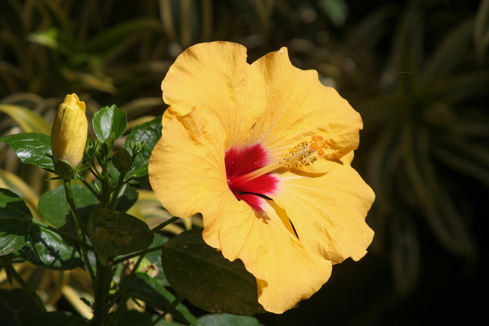 Canon EOS 1100D (EOS Rebel T3 / EOS Kiss X50) sample photo. Hibiscus, marshmallow, blossom photography