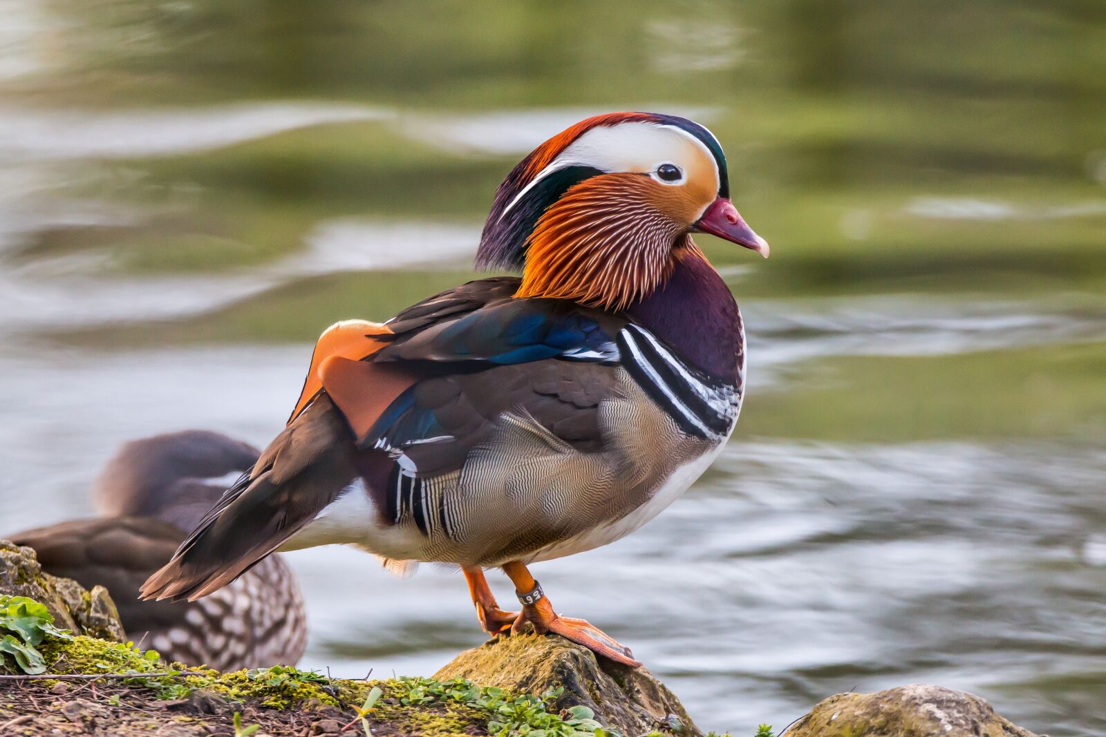 Tamron SP 150-600mm F5-6.3 Di VC USD sample photo. Duck, mandarin, ave photography