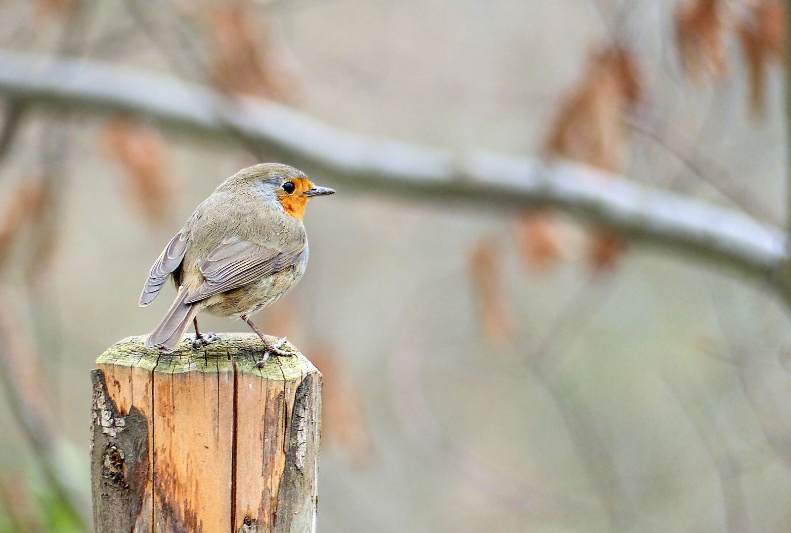 Panasonic Lumix DMC-FZ200 sample photo. Bird, red goblets, animal photography
