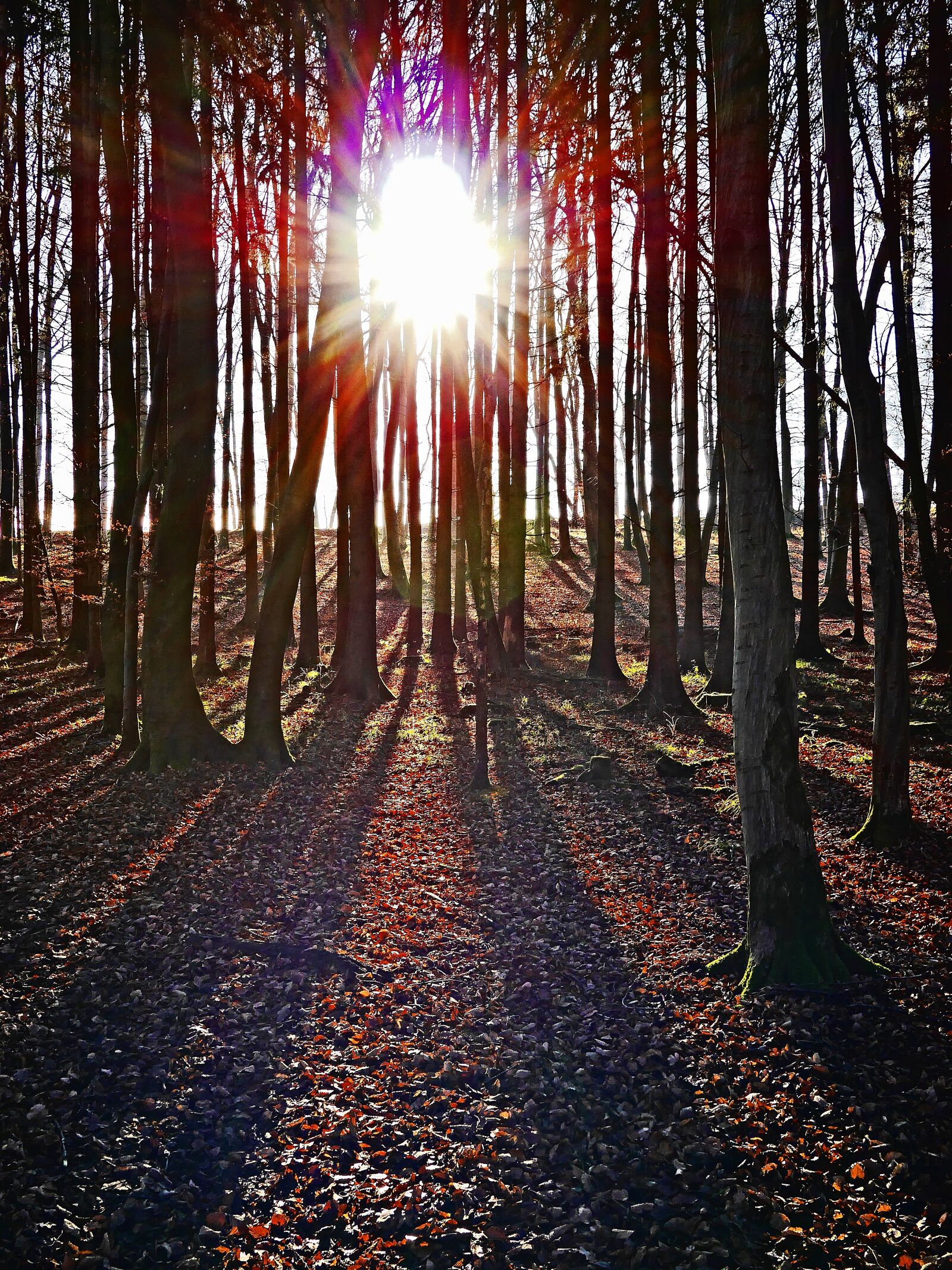 Panasonic Lumix DMC-G6 sample photo. Forest, sunset, abendstimmung photography