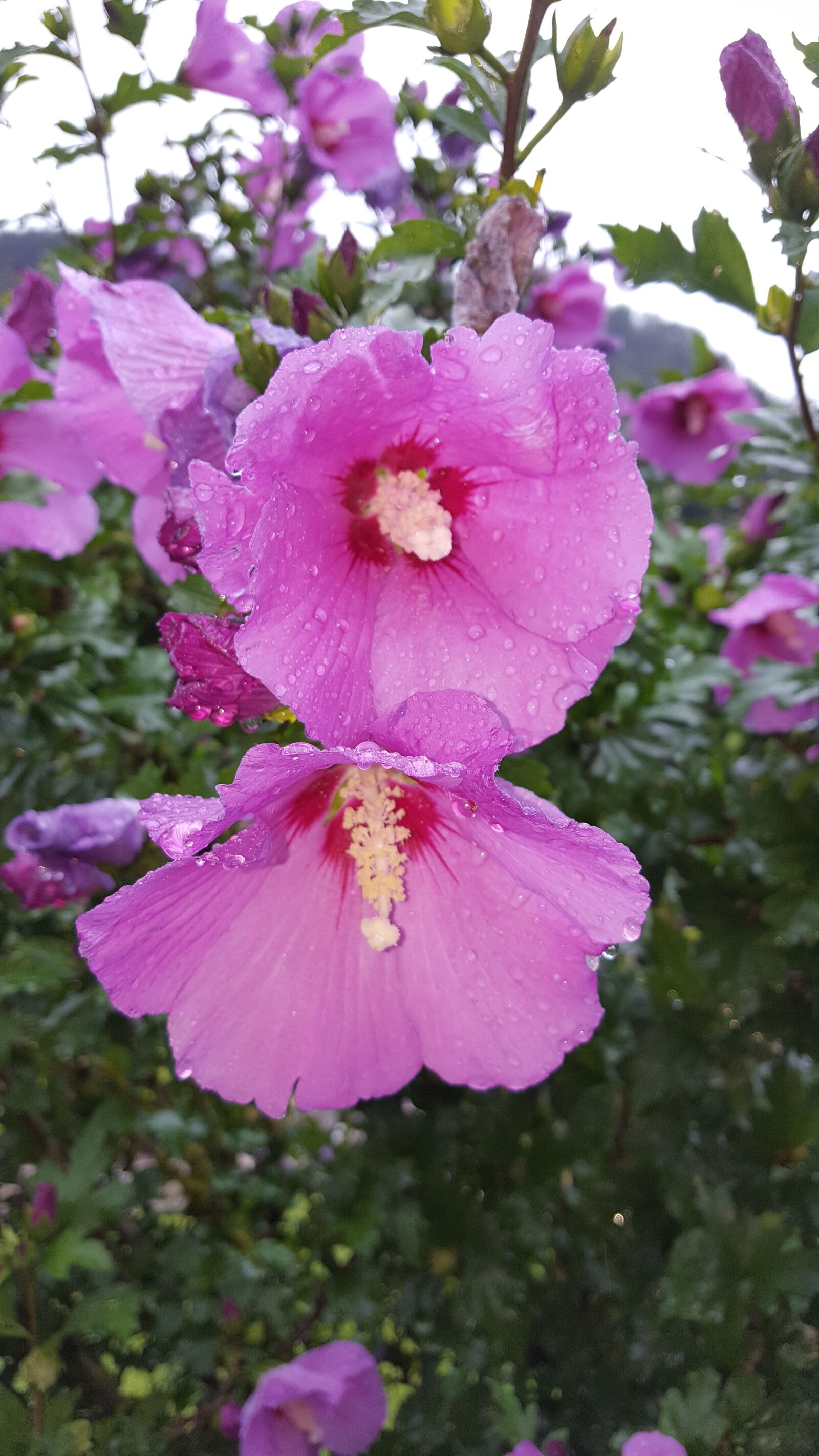 Samsung Galaxy S6 sample photo. Flower, garden, plant photography