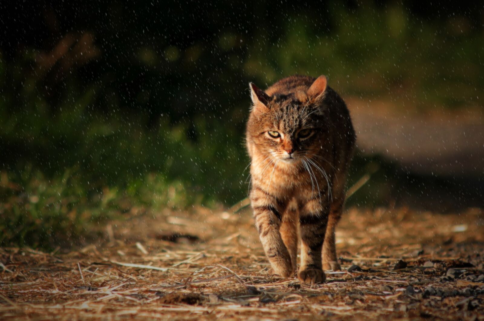 Canon EOS 650D (EOS Rebel T4i / EOS Kiss X6i) sample photo. Cat, animal, tabby cat photography