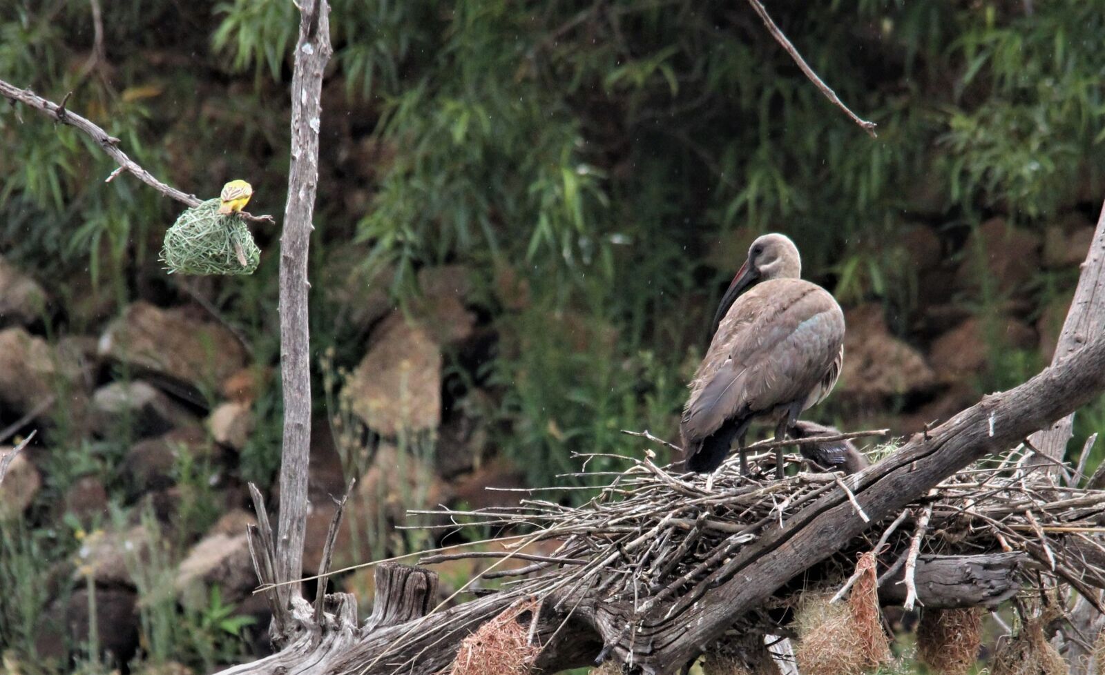Canon EOS 60D sample photo. Ibis, nest, sticks photography