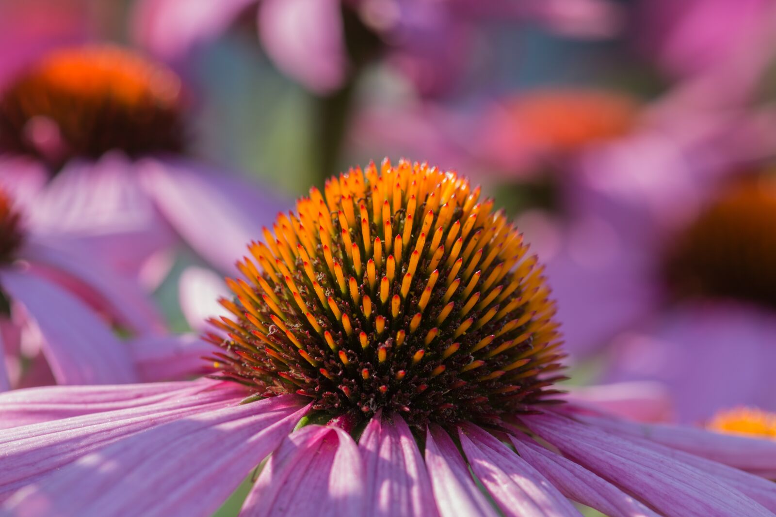 Nikon D7200 sample photo. Coneflower, echinacea, summer photography