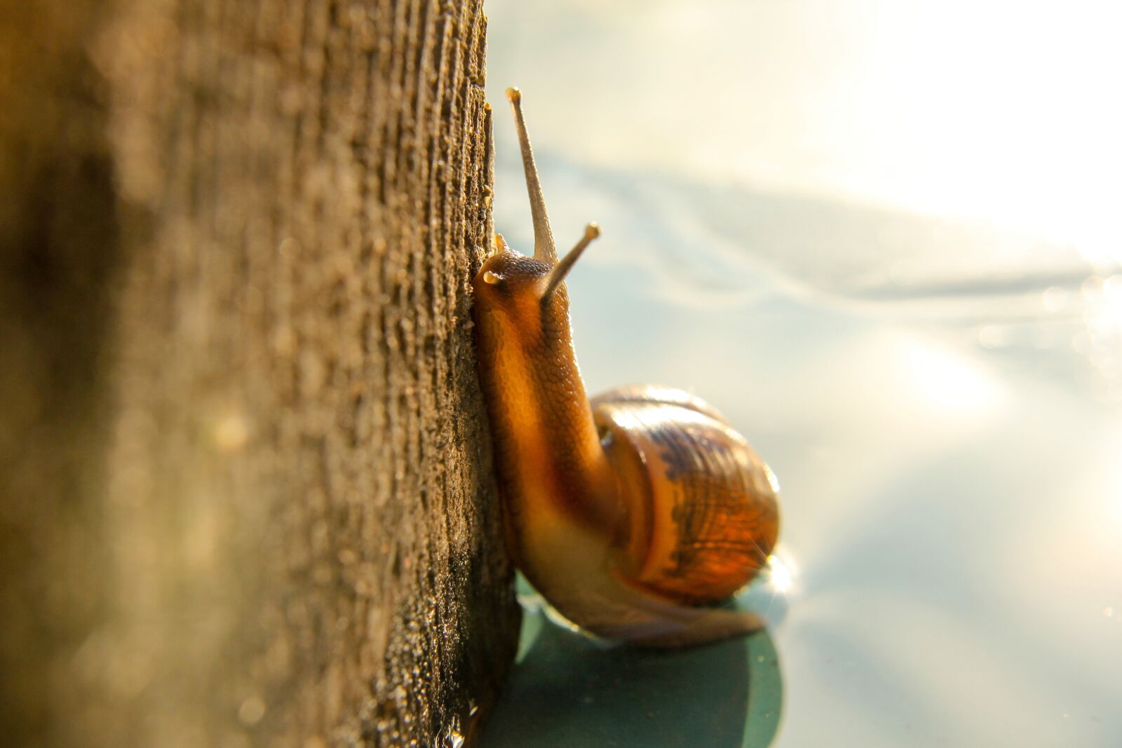 Canon EOS 60D sample photo. Macro, snail, nature photography