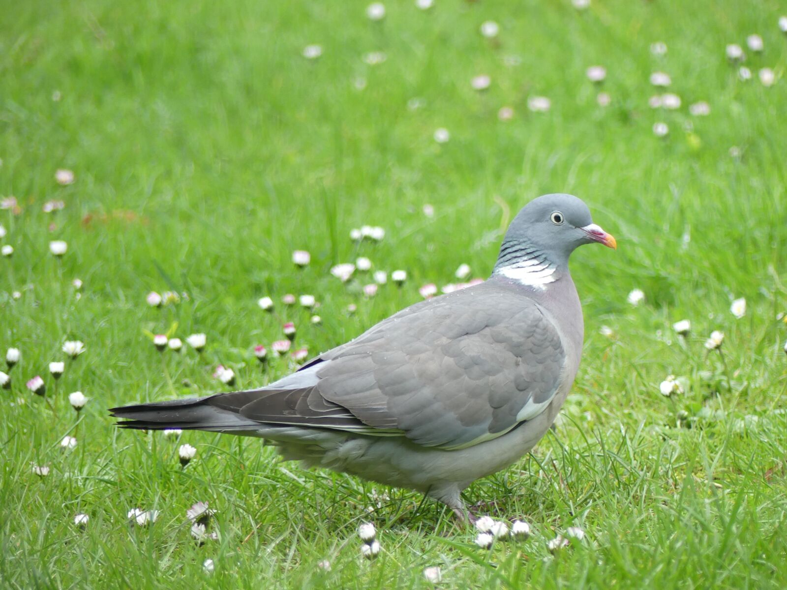 Panasonic Lumix DMC-FZ300 sample photo. Dove, wild pigeon, bird photography