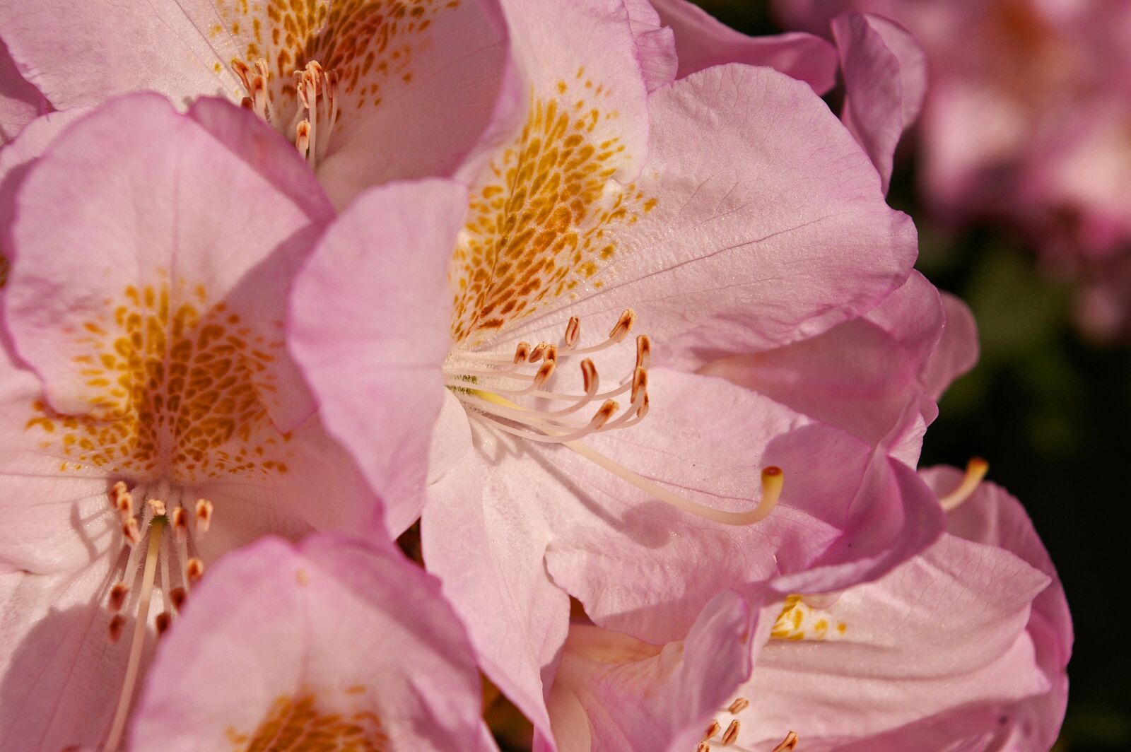 Pentax *ist DL2 sample photo. Rhododendron, garden, blossom photography