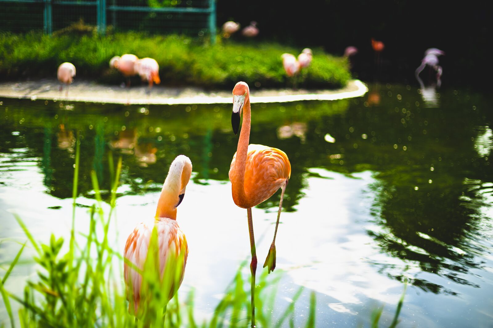 Canon EOS 6D + Canon EF 50mm F1.8 STM sample photo. Flamingo, zoo, bird photography